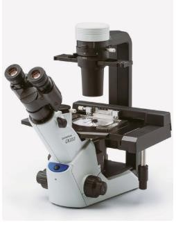 奥林巴斯CKX-53倒置生物显微镜